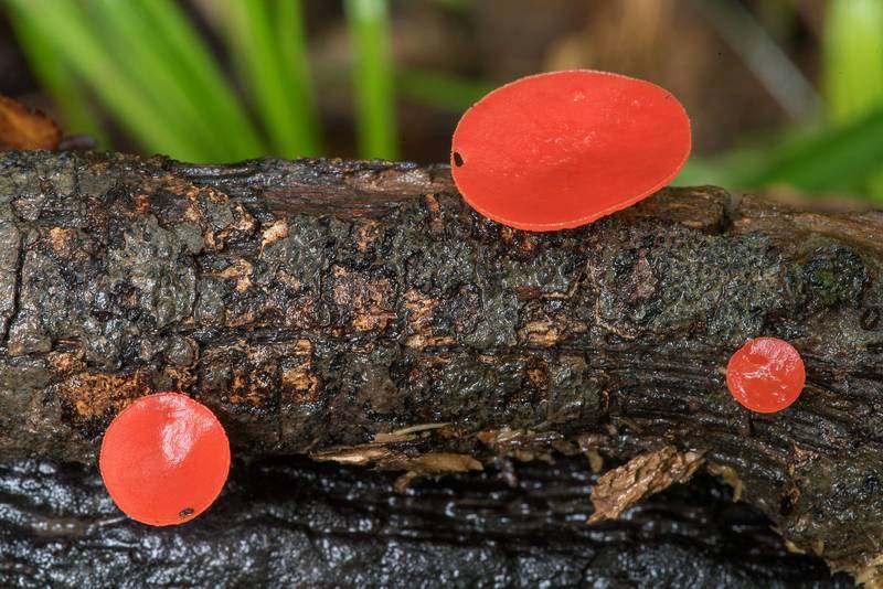 Stalked scarlet cup mushrooms (Sarcoscypha occidentalis) on a stick in Lick Creek Park. College Station, Texas, June 4, 2021