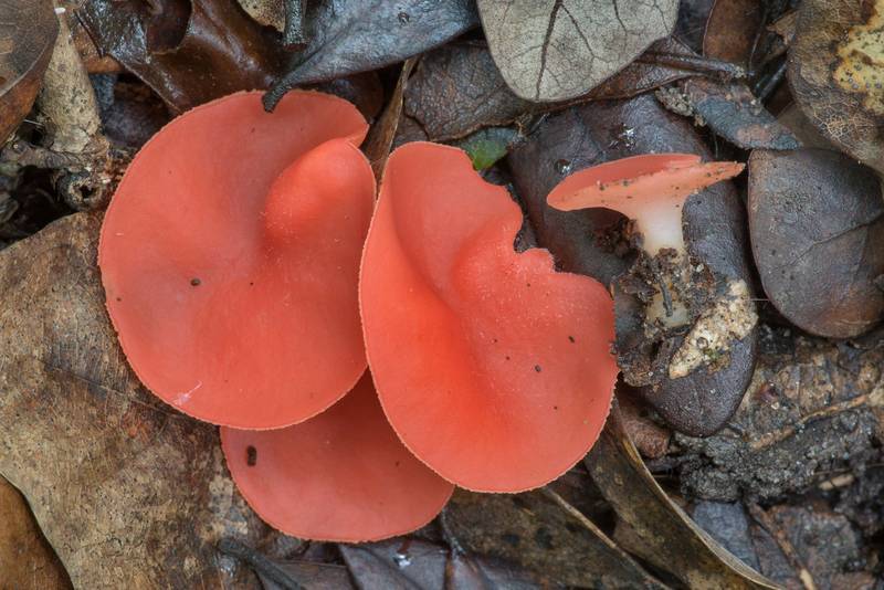 Stalked scarlet cup fungus (Sarcoscypha occidentalis) in Washington-on-the-Brazos State Historic Site. Washington, Texas, June 6, 2021
