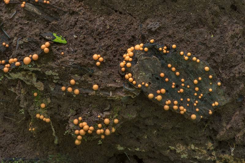 Wolf's milk slime mold (Lycogala epidendrum) on a rotting fallen pine on Caney Creek Trail (Little Lake Creek Loop Trail) in Sam Houston National Forest north from Montgomery. Texas, June 11, 2021