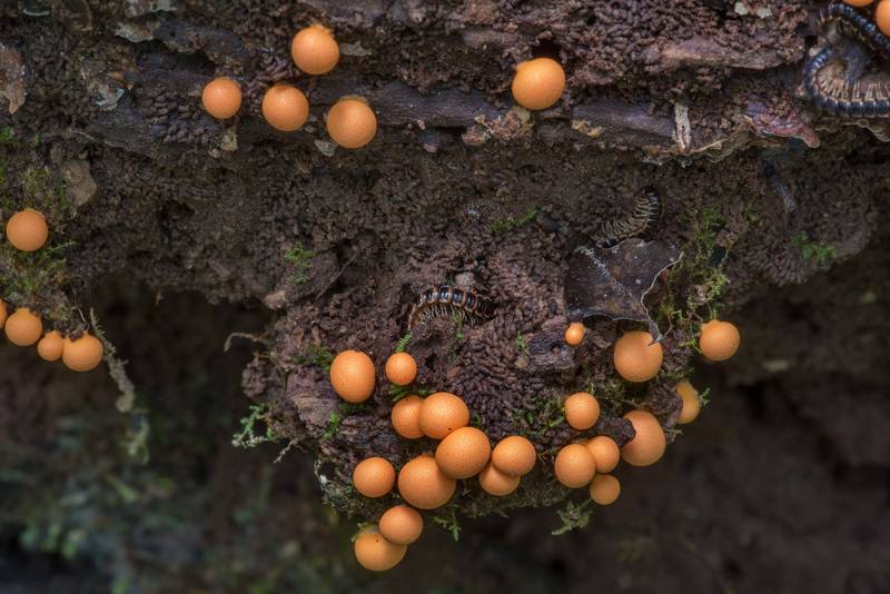 Scattered orange balls of wolf's milk slime mold (Lycogala epidendrum) on a rotting fallen pine on Caney Creek Trail (Little Lake Creek Loop Trail) in Sam Houston National Forest north from Montgomery. Texas, June 11, 2021
