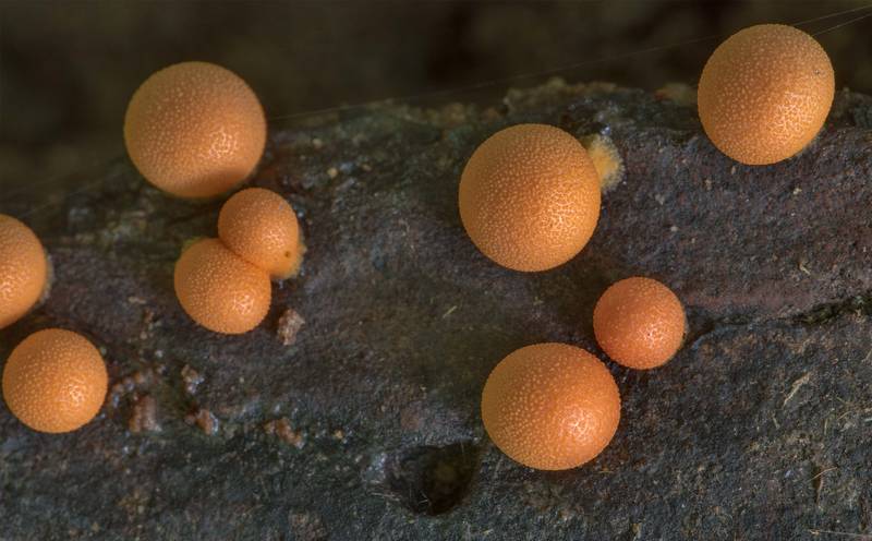Pimpled surface of wolf's milk slime mold (Lycogala epidendrum) on a wet fallen pine on Caney Creek Trail (Little Lake Creek Loop Trail) in Sam Houston National Forest north from Montgomery. Texas, June 11, 2021
