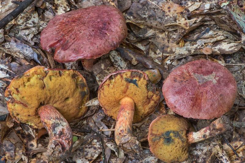 Bolete mushrooms Butyriboletus floridanus under small oaks in Lick Creek Park. College Station, Texas, July 9, 2021