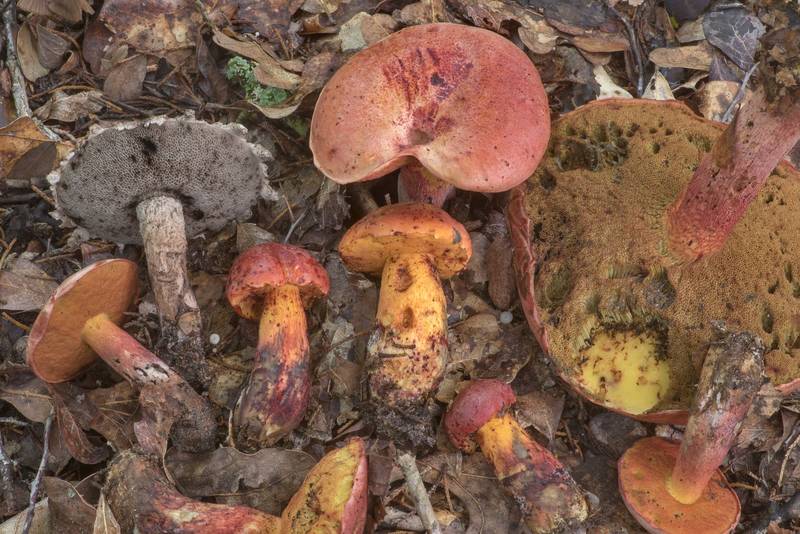 Bolete mushrooms <B>Butyriboletus floridanus</B> together with Strobilomyces dryophilus under small oaks in Lick Creek Park. College Station, Texas, <A HREF="../date-en/2021-07-13.htm">July 13, 2021</A>