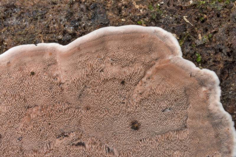 Margin of resupinate form of a polypore mushroom Nigroporus vinosus on a log in Hensel Park. College Station, Texas, August 19, 2021
