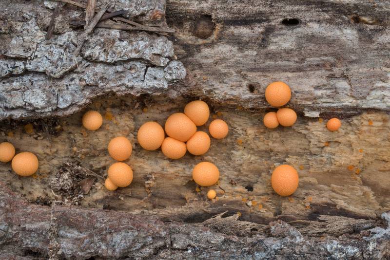 Wolf's Milk slime mold (<B>Lycogala epidendrum</B>) on a fallen oak on Caney Creek section of Lone Star Hiking Trail in Sam Houston National Forest north from Montgomery. Texas, <A HREF="../date-en/2021-09-16.htm">September 16, 2021</A>