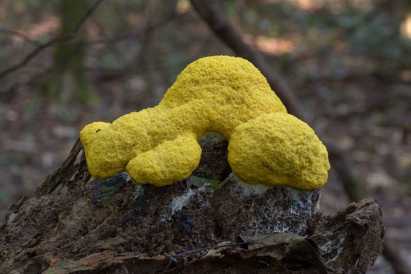 Dog vomit slime mold (Fuligo septica) on a fallen tree on Kirby Trail in Big Thicket National Preserve. Warren, Texas, September 25, 2021