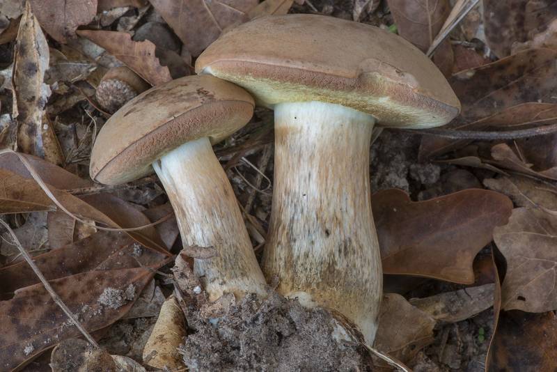 Pallid bolete mushrooms (Boletus pallidus) under oaks in Lick Creek Park. College Station, Texas, October 18, 2021