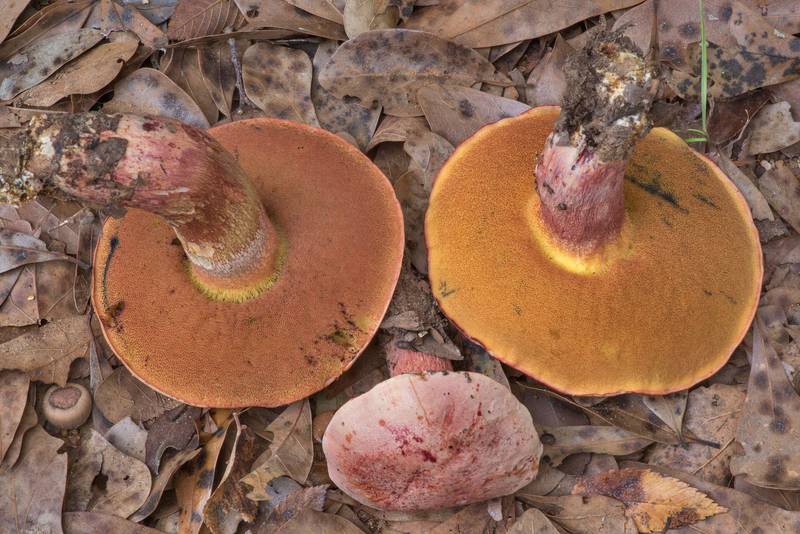 Bolete mushrooms <B>Butyriboletus floridanus</B> in Lick Creek Park. College Station, Texas, <A HREF="../date-en/2021-10-26.htm">October 26, 2021</A>