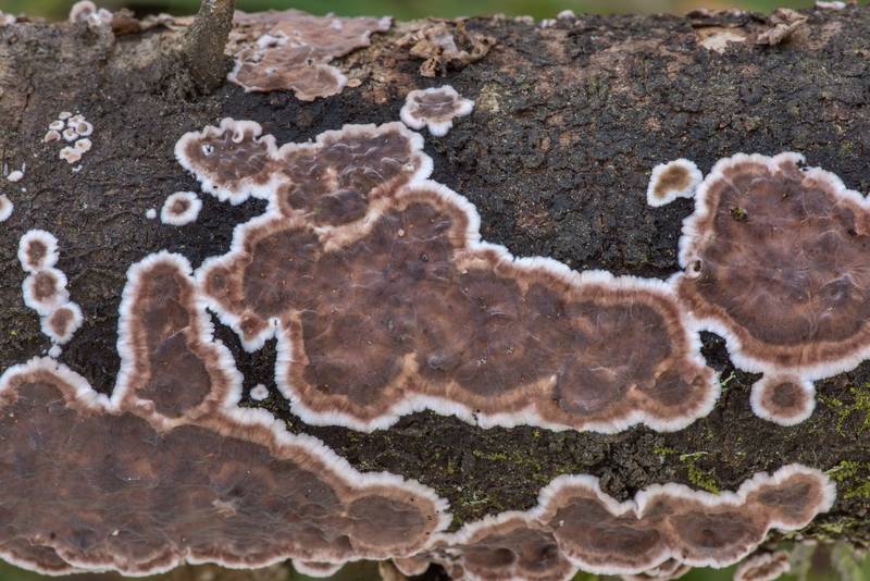 Giraffe spots fungus (Peniophora albobadia) on a fallen thin tree in Lick Creek Park. College Station, Texas, November 29, 2021