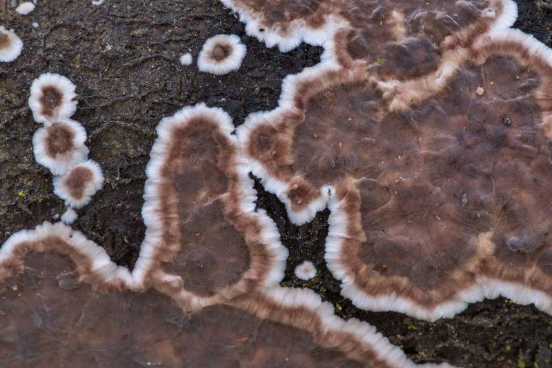 Pattern of giraffe spots fungus (<B>Peniophora albobadia</B>) on a fallen thin tree in Lick Creek Park. College Station, Texas, <A HREF="../date-en/2021-11-29.htm">November 29, 2021</A>