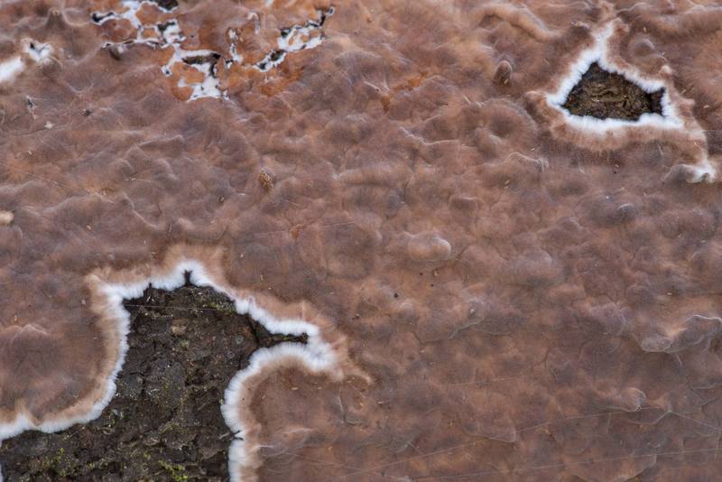 Close-up of giraffe spots fungus (Peniophora albobadia) on a fallen thin tree in Lick Creek Park. College Station, Texas, November 29, 2021