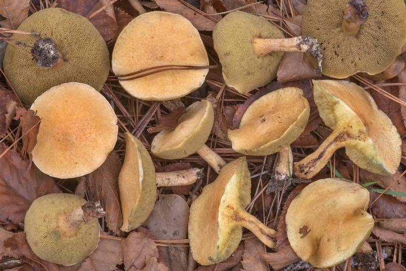 Bolete mushrooms Suillus hirtellus with a cross section near Pole Creek on North Wilderness Trail of Little Lake Creek Wilderness in Sam Houston National Forest north from Montgomery. Texas, December 15, 2021