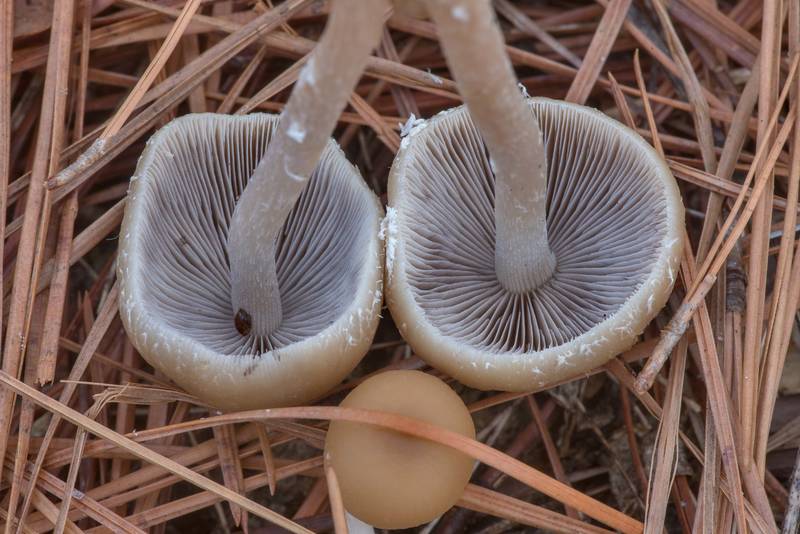 Pale brittlestem mushrooms (Psathyrella candolleana) on Stubblefield section of Lone Star hiking trail north from Trailhead No. 6 in Sam Houston National Forest. Texas, December 19, 2021