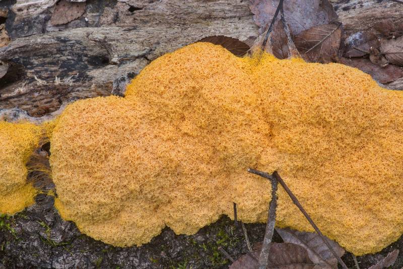 Dog vomit slime mold (Fuligo septica) on an oak log in Lick Creek Park. College Station, Texas, December 27, 2021