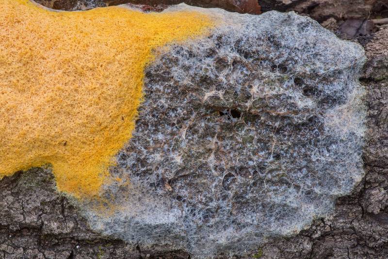 Textue of dog vomit slime mold (Fuligo septica) on an oak log in Lick Creek Park. College Station, Texas, December 27, 2021