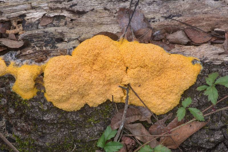 Dog vomit slime mold (Fuligo septica) on Racoon Run Trail in Lick Creek Park. College Station, Texas, December 27, 2021