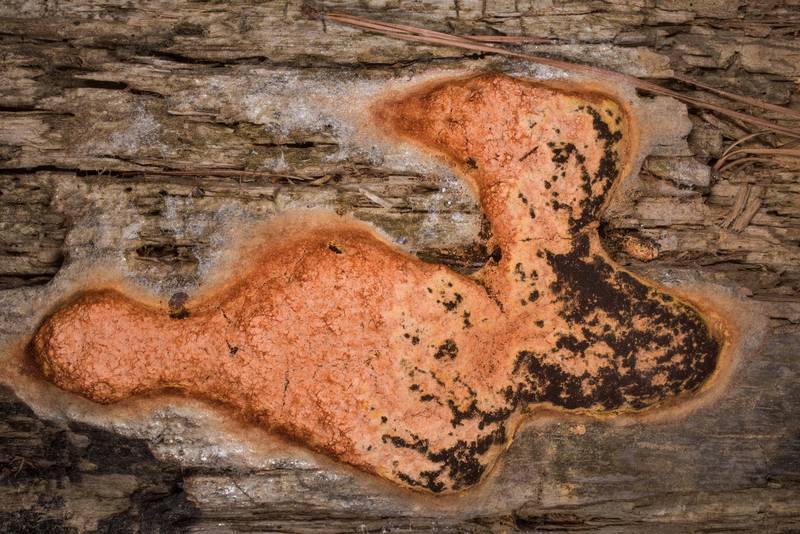 Mature Dog Vomit Slime Mold (Fuligo septica) on a fallen pine on North Wilderness Trail in Sam Houston National Forest near Montgomery. Texas, April 14, 2022