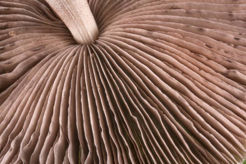 Gills of a pale brittlestem mushroom (Psathyrella candolleana) in Bee Creek Park College Station, Texas, April 25, 2022