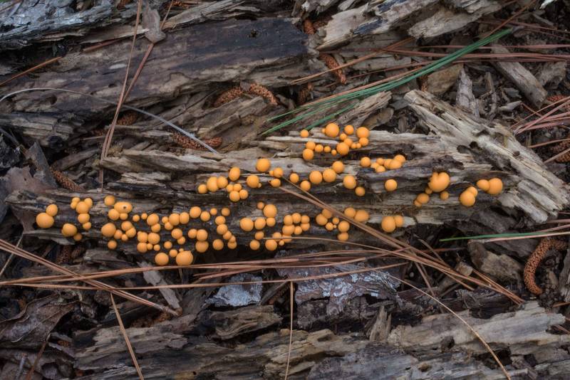 Wolf's Milk slime mold (<B>Lycogala epidendrum</B>) on rotting oak wood on Caney Creek section of Lone Star Hiking Trail in Sam Houston National Forest north from Montgomery. Texas, <A HREF="../date-en/2022-05-04.htm">May 4, 2022</A>