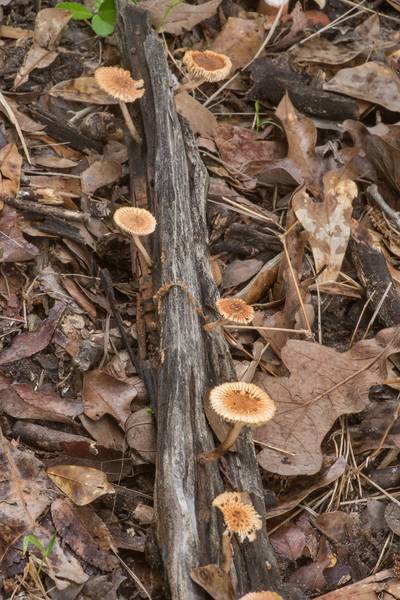 Sunray sawgill mushrooms (Heliocybe sulcata) on a piece of wood in Lick Creek Park. College Station, Texas, May 23, 2022