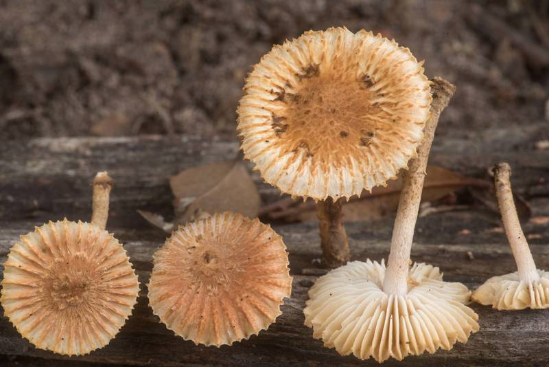 Sunray sawgill mushrooms (<B>Heliocybe sulcata</B>) on a log in Lick Creek Park. College Station, Texas, <A HREF="../date-en/2022-05-23.htm">May 23, 2022</A>