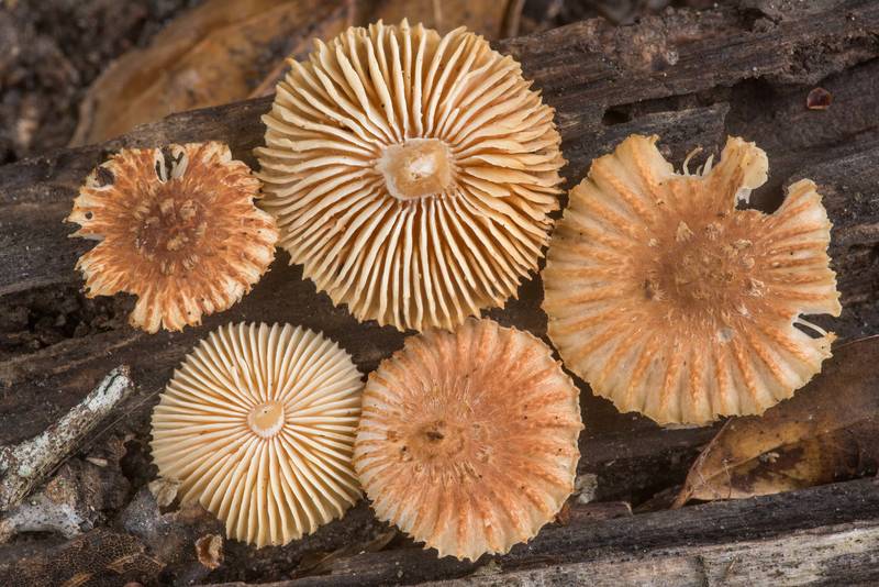 Caps of sunray sawgill mushrooms (<B>Heliocybe sulcata</B>) on a log in Lick Creek Park. College Station, Texas, <A HREF="../date-en/2022-05-23.htm">May 23, 2022</A>