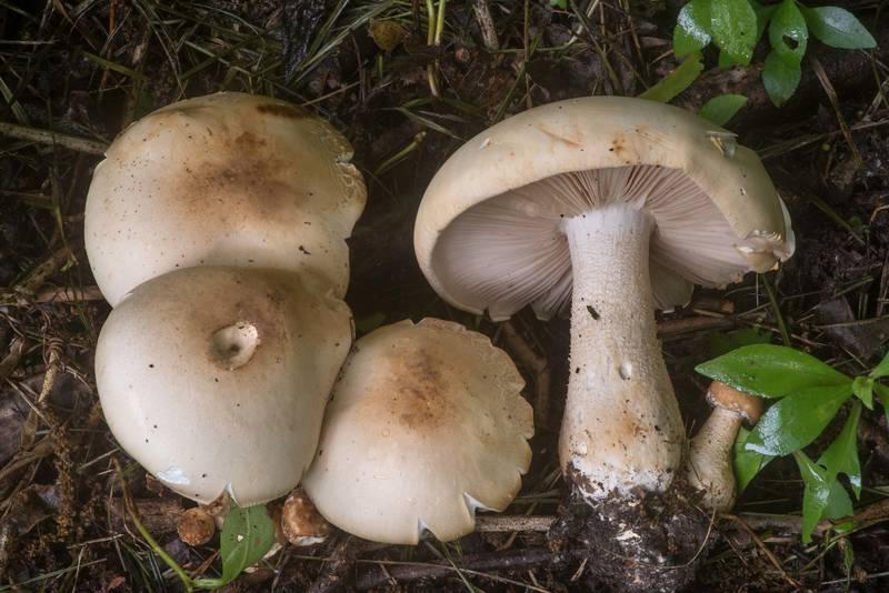 Mushrooms <B>Macrocybe titans</B> at the edge of a lawn in Wolf Pen Creek Park. College Station, Texas, <A HREF="../date-en/2022-05-25.htm">May 25, 2022</A>