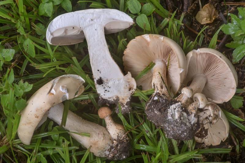 Cross section of mushrooms Macrocybe titans at the edge of a lawn in Wolf Pen Creek Park. College Station, Texas, May 25, 2022