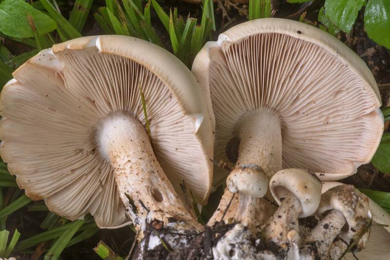 Underside of mushrooms <B>Macrocybe titans</B> at the edge of a lawn in Wolf Pen Creek Park. College Station, Texas, <A HREF="../date-en/2022-05-25.htm">May 25, 2022</A>