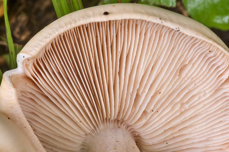 Gills of mushrooms <B>Macrocybe titans</B> at the edge of a lawn in Wolf Pen Creek Park. College Station, Texas, <A HREF="../date-en/2022-05-25.htm">May 25, 2022</A>
