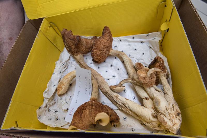 Giant dried specimens of mushrooms <B>Macrocybe titans</B> collected in Conroe, Texas, in S. M. Tracy Herbarium of Texas A and M University. College Station, Texas, <A HREF="../date-en/2022-06-05.htm">June 5, 2022</A>