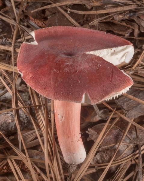 Purple brittlegill mushroom <B>Russula mariae</B> on muddy soil on Caney Creek Trail (Little Lake Creek Loop Trail) in Sam Houston National Forest north from Montgomery. Texas, <A HREF="../date-en/2022-06-15.htm">June 15, 2022</A>