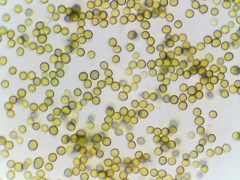 Spores (in KOH solution) of fungus <B>Trichoderma viride</B> from a stump, collected in Lick Creek Park. College Station, Texas, August 24, 2022
