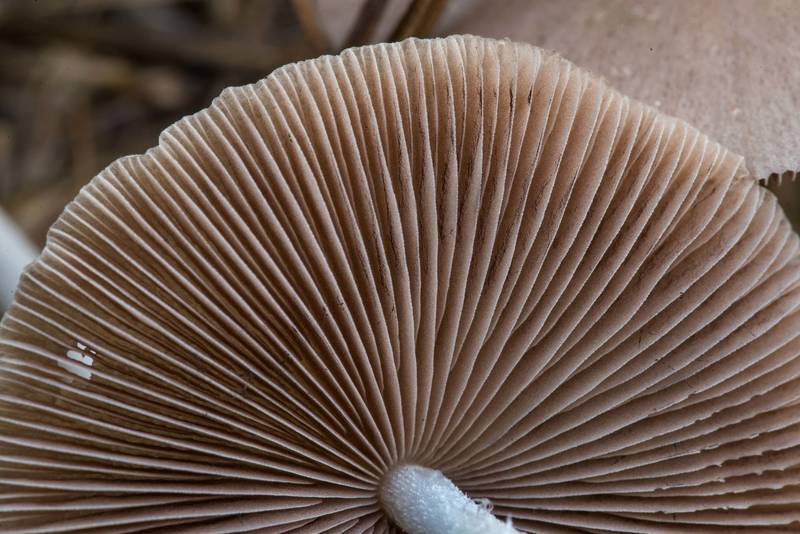 Gills of a pale brittlestem mushroom (<B>Psathyrella candolleana</B>(?)) on dry grass on a forest clearing in Lick Creek Park. College Station, Texas, <A HREF="../date-en/2022-09-01.htm">September 1, 2022</A>