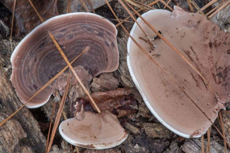 Polypore mushrooms <B>Nigroporus vinosus</B> on rotting wood on Caney Creek Trail (Little Lake Creek Loop Trail) in Sam Houston National Forest north from Montgomery. Texas, <A HREF="../date-en/2022-09-17.htm">September 17, 2022</A>