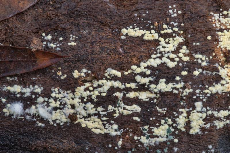 Close-up of Trichoderma viride with yellowish mold-like fungus with tufts of conidiophores, may be Arthroconidium, Coremiella cubispora or Wallemia, on underside of a broadleaf log in Lick Creek Park. College Station, Texas, January 9, 2023