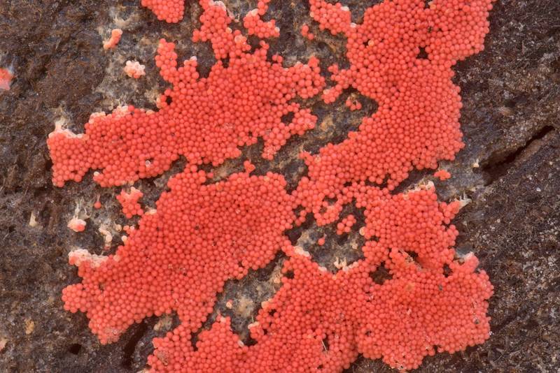 Slime mold <B>Arcyria ferruginea</B> on a log on Richards Loop Trail in Sam Houston National Forest. Texas, <A HREF="../date-en/2023-02-04.htm">February 4, 2023</A>