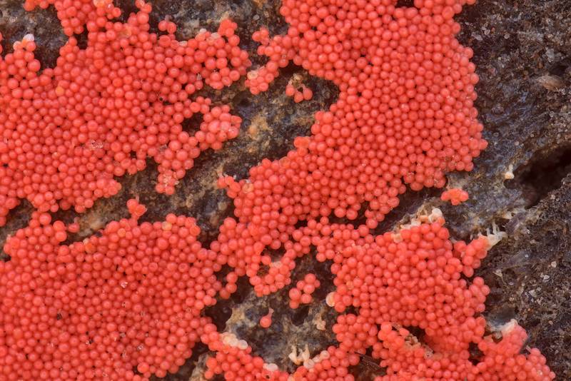 Close-up of slime mold <B>Arcyria ferruginea</B> on a log on Richards Loop Trail in Sam Houston National Forest. Texas, <A HREF="../date-en/2023-02-04.htm">February 4, 2023</A>