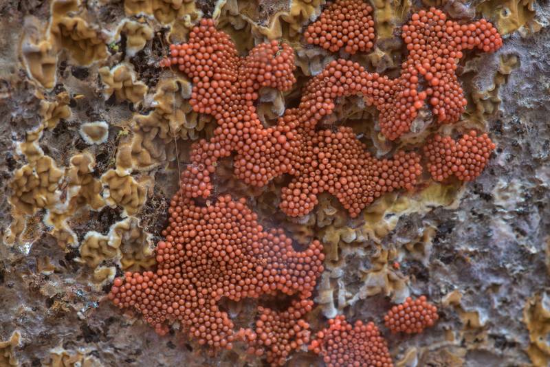 Slime mold <B>Arcyria ferruginea</B> on a log on Caney Creek Trail (Little Lake Creek Loop Trail) in Sam Houston National Forest north from Montgomery. Texas, <A HREF="../date-en/2023-02-23.htm">February 23, 2023</A>