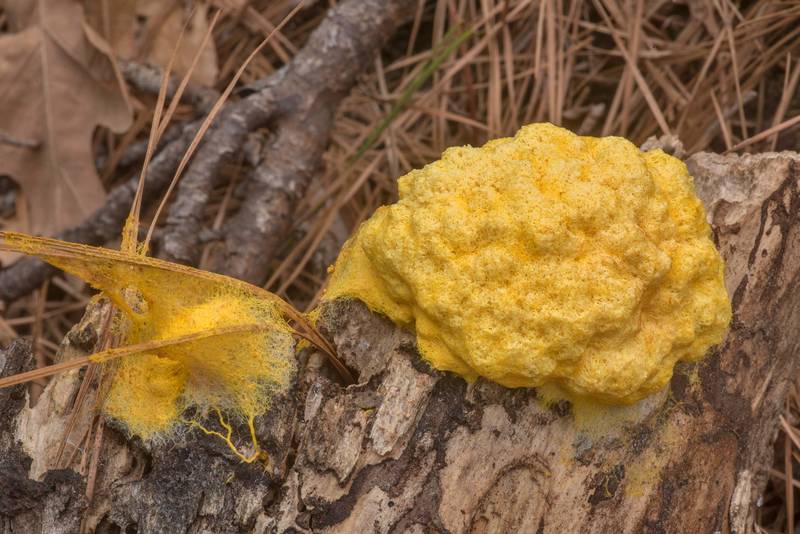 Dog vomit slime mold (<B>Fuligo septica</B>) on a log on Caney Creek section of Lone Star Hiking Trail in Sam Houston National Forest north from Montgomery. Texas, <A HREF="../date-en/2023-02-25.htm">February 25, 2023</A>