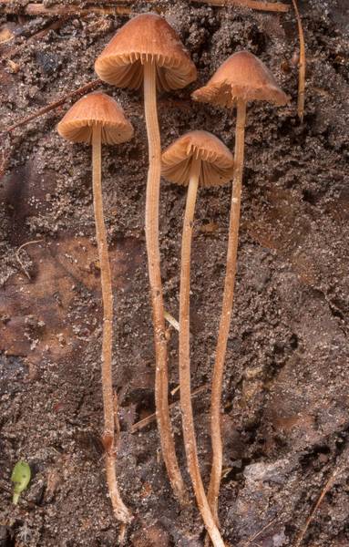 Side view of small brown mushrooms Conocybe subpubescens(?) on old logging road in Little Thicket Nature Sanctuary. Cleveland, Texas, March 25, 2023
